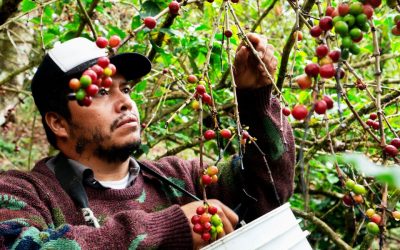 Au Cameroun, le prix du café robusta atteint des sommets alors que la demande ne cesse de croître